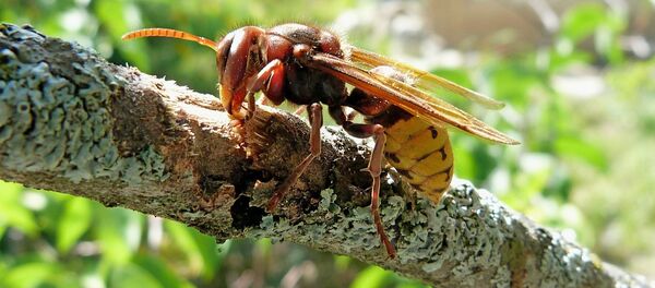 黃腳虎頭蜂正在佔領歐洲並襲擊居民 - 俄羅斯衛星通訊社
