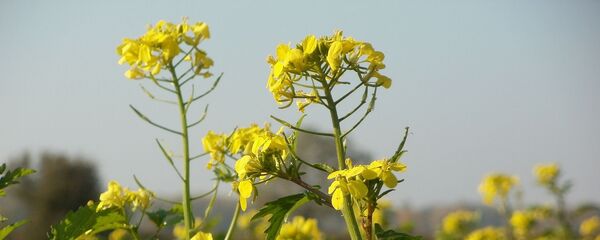 没有相互让步中国不会把本国市场让给印度 - 俄罗斯卫星通讯社