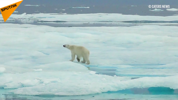 冰川融化让北极熊难觅休息之处 - 俄罗斯卫星通讯社