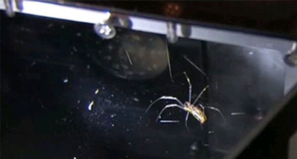 蜘蛛 蜘蛛 - 俄罗斯卫星通讯社