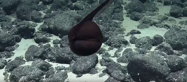 夏威夷发现一只不寻常的大嘴鹈鹕鱼 - 俄罗斯卫星通讯社