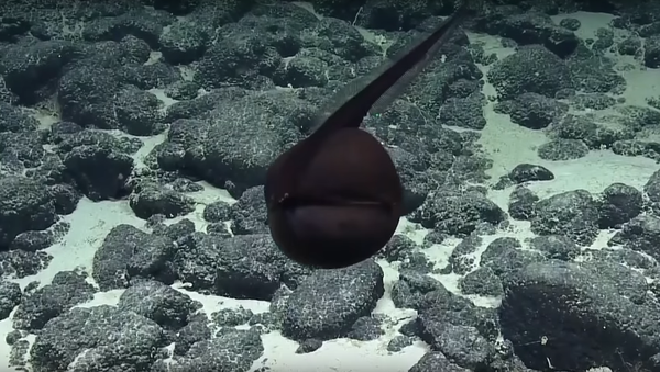 夏威夷发现一只不寻常的大嘴鹈鹕鱼 - 俄罗斯卫星通讯社