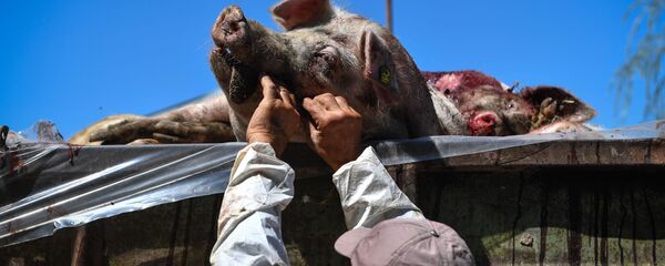 俄農業監督局：中國因非洲豬瘟宰殺愈91.5萬頭豬 - 俄羅斯衛星通訊社