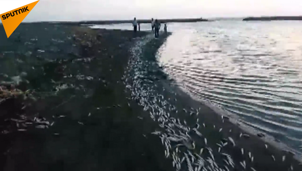 土耳其阿斯河岸漂大量死魚 - 俄羅斯衛星通訊社