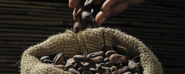 专家发现可可的益处 - 俄罗斯卫星通讯社