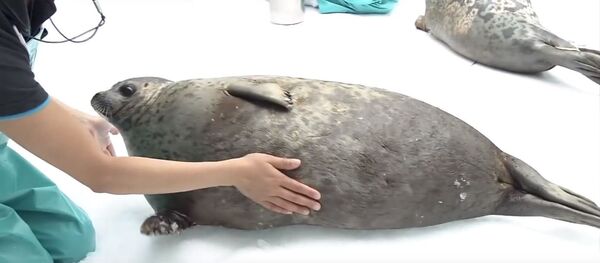 日本一海豹体态肥圆 成海洋馆之星 - 俄罗斯卫星通讯社