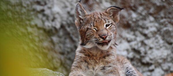 莫斯科動物園2018年共有800余只幼崽降生 - 俄羅斯衛星通訊社