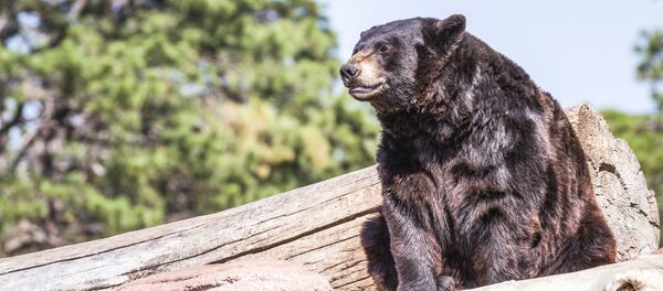 美國獵人差點被其槍殺的熊殺死 - 俄羅斯衛星通訊社