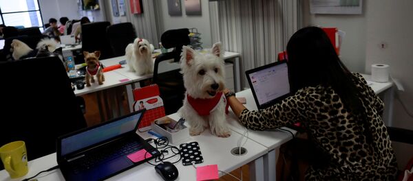 泰国广告公司员工带宠物狗上班 - 俄罗斯卫星通讯社