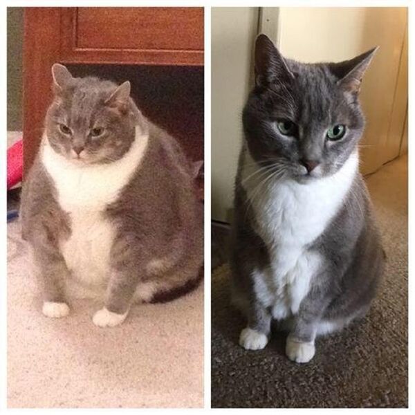 一只肥猫因自己的惊人变化使自己变成了网红 - 俄罗斯卫星通讯社