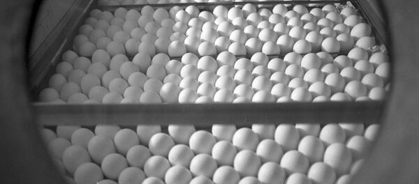 雞蛋 - 俄羅斯衛星通訊社