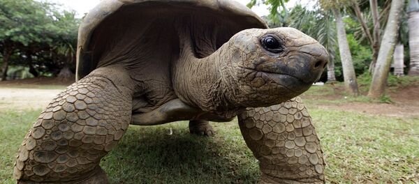 百年前“灭绝”巨龟现身加拉帕戈斯群岛 - 俄罗斯卫星通讯社