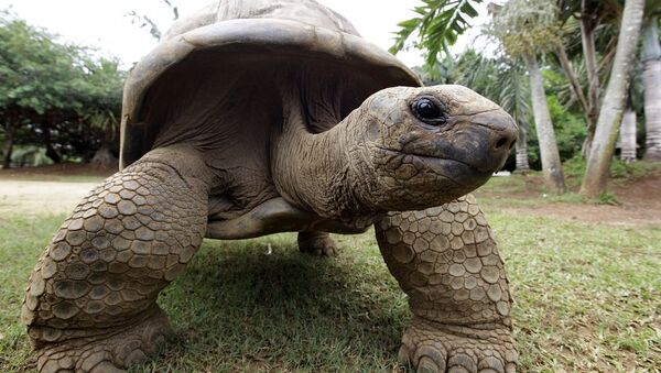 百年前“灭绝”巨龟现身加拉帕戈斯群岛 - 俄罗斯卫星通讯社