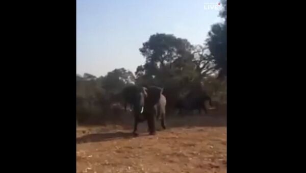 南非野生動物園一頭大象襲擊遊客 - 俄羅斯衛星通訊社