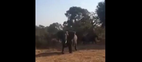 南非野生动物园一头大象袭击游客 - 俄罗斯卫星通讯社