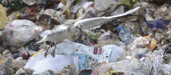 中国禁运塑料垃圾逼美国转向东南亚 - 俄罗斯卫星通讯社