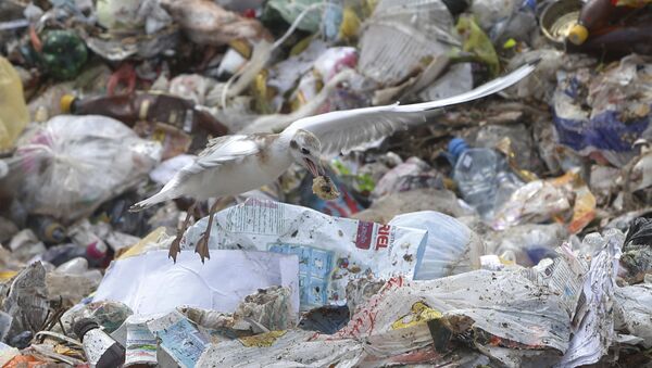 中國禁運塑料垃圾逼美國轉向東南亞 - 俄羅斯衛星通訊社