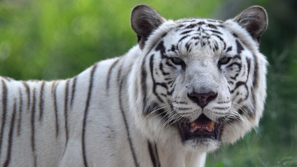 日本动物园珍稀白虎袭击饲养员 - 俄罗斯卫星通讯社