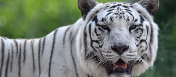 日本动物园珍稀白虎袭击饲养员 - 俄罗斯卫星通讯社