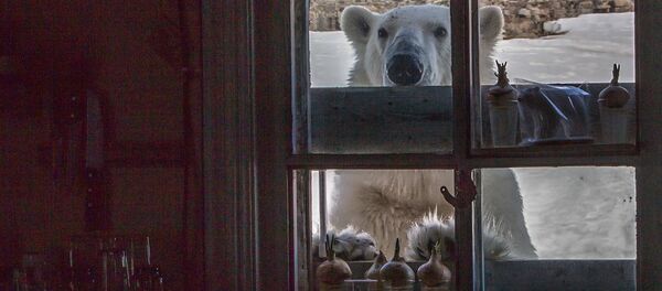 不速之客 - 俄羅斯衛星通訊社