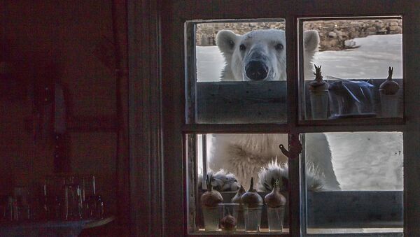 WWF解释北极熊在楚科奇小镇聚集附近的原因 - 俄罗斯卫星通讯社