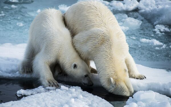 北极熊和她的孩子们 - 俄罗斯卫星通讯社