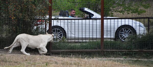 家养母狮将主人咬成重伤 - 俄罗斯卫星通讯社