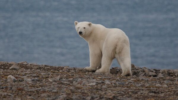 俄羅斯楚科奇自治區今年北極熊出現時間晚了一個月 - 俄羅斯衛星通訊社