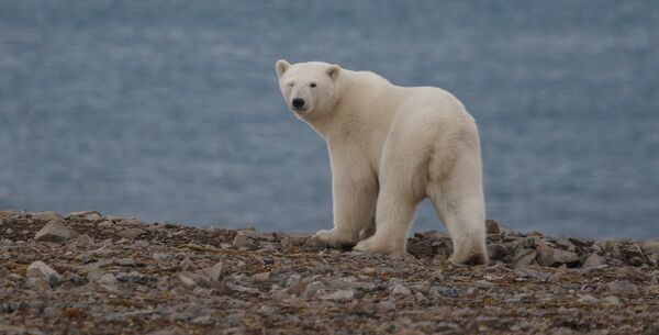 俄羅斯楚科奇自治區今年北極熊出現時間晚了一個月 - 俄羅斯衛星通訊社