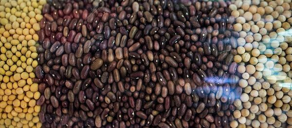 豆類 豆類 - 俄羅斯衛星通訊社
