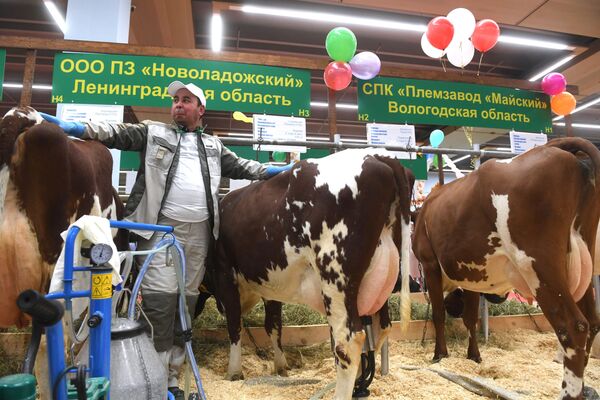 新拉多什育种场展台上的奶牛 - 俄罗斯卫星通讯社