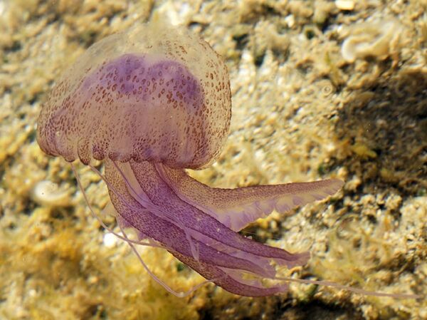 Pelagia noctiluca Pelagia noctiluca - 俄罗斯卫星通讯社