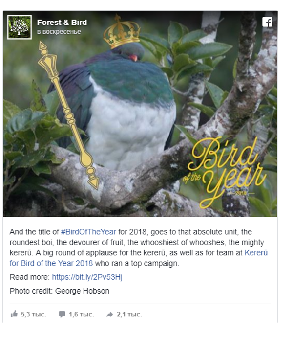 “醉鸽”当选新西兰年度鸟王 - 俄罗斯卫星通讯社