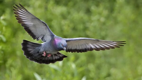 В Новой Зеландии пьяный голубь стал птицей года - 俄羅斯衛星通訊社