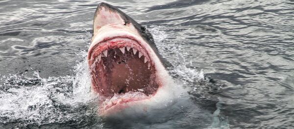 太平洋上一条鲨鱼袭击一名男孩 - 俄罗斯卫星通讯社