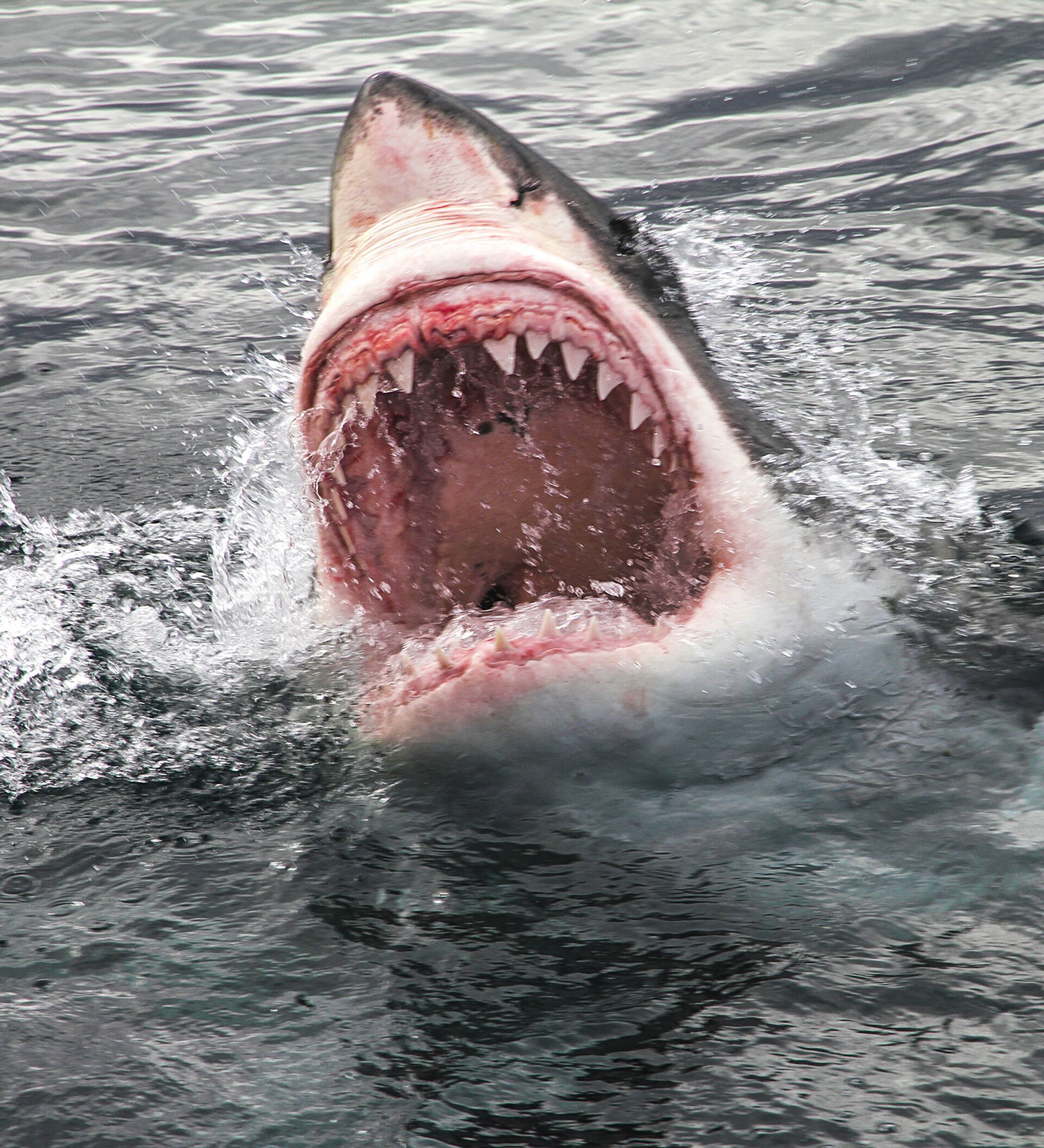 【肉 饥饿鲨鱼进化 43大白鲨的第一天_哔哩哔哩 (゜-゜)つロ 干杯~-bilibili
