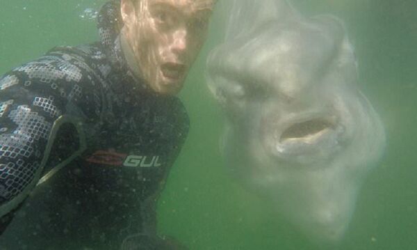 潜水员和巨大的月亮鱼玩自拍 - 俄罗斯卫星通讯社