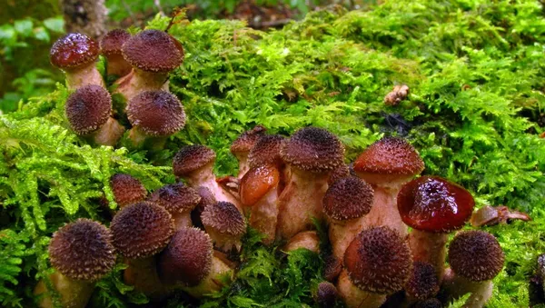 科學家在美髮現地球最大生物體 - 俄羅斯衛星通訊社
