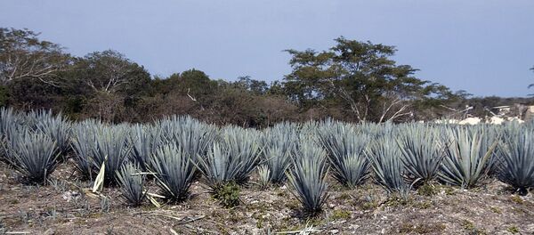 藍色龍舌蘭 藍色龍舌蘭 - 俄羅斯衛星通訊社