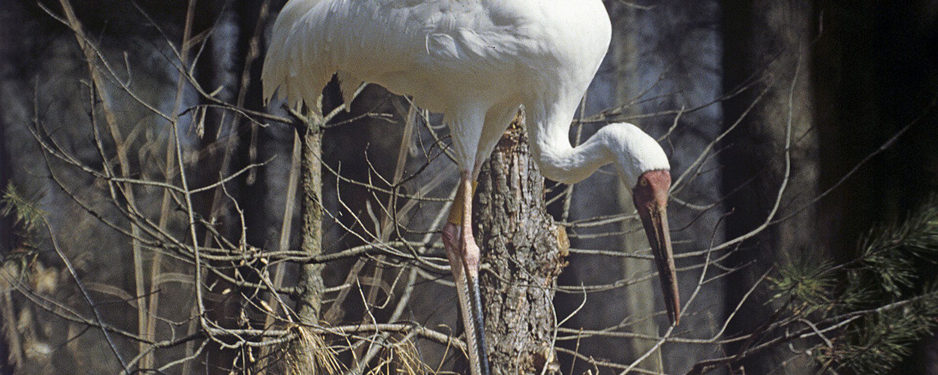 雅库特共和国和中国的自然保护区已就保护红皮书中的白鹤达成协议 - 俄罗斯卫星通讯社, 1920, 09.12.2021