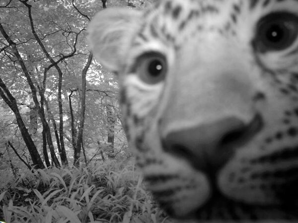 俄羅斯上相豹玩“自拍” 俄羅斯上相豹玩“自拍” - 俄羅斯衛星通訊社