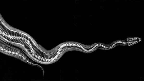 皇家蟒蛇的X射线成像 - 俄罗斯卫星通讯社