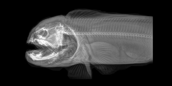 鯰魚的X射線成像 - 俄羅斯衛星通訊社