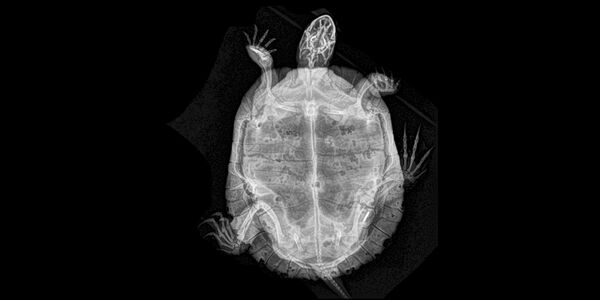 乌龟的X射线成像 - 俄罗斯卫星通讯社