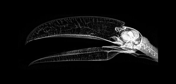 巨嘴鸟的X射线成像 - 俄罗斯卫星通讯社