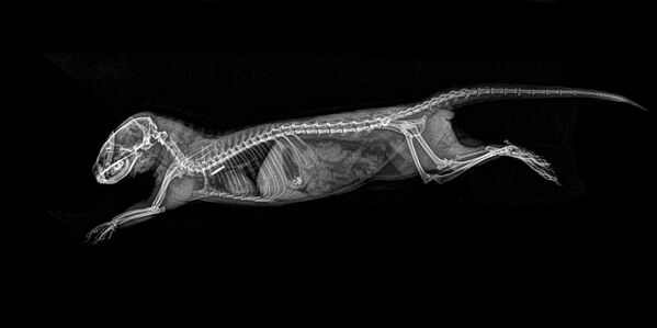 矮貓鼬的X射線成像 - 俄羅斯衛星通訊社