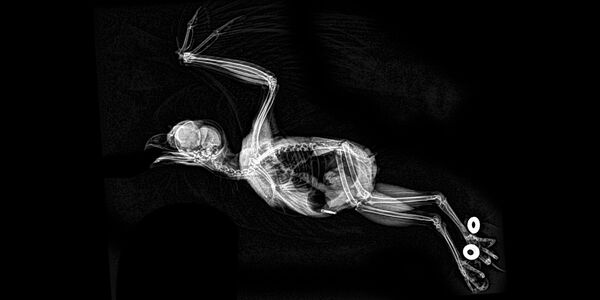 猫头鹰的X射线成像 - 俄罗斯卫星通讯社