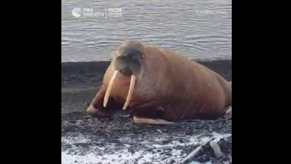 科学家呼吁不要惊吓佩韦克滩的海象（视频） - 俄罗斯卫星通讯社