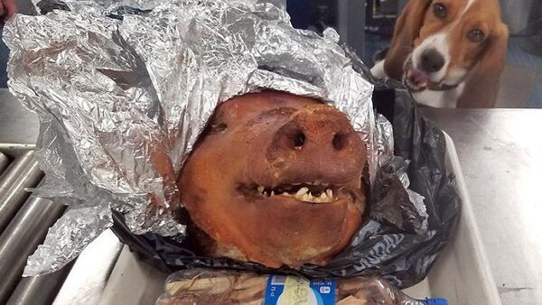 游客企图带猪头入美 - 俄罗斯卫星通讯社