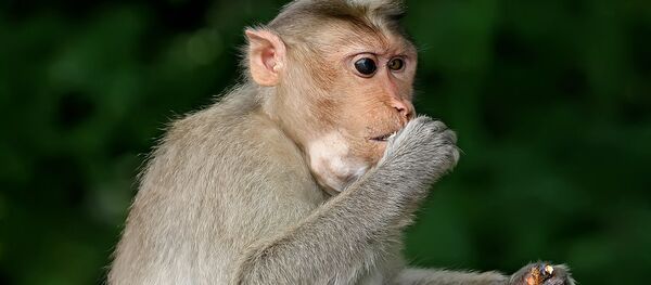 印度老人遭潑猴扔磚頭砸死 - 俄羅斯衛星通訊社